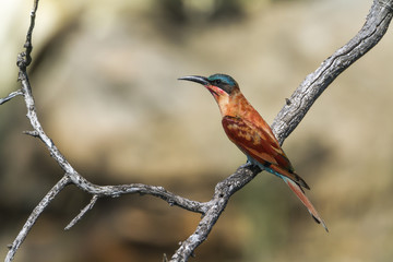 Southern Carmine Bee-eater in Mapungubwe National park, South Africa