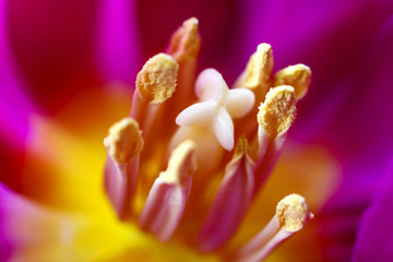 Fototapeta premium Macro view of the centre of a tulip flower showing it's stamens