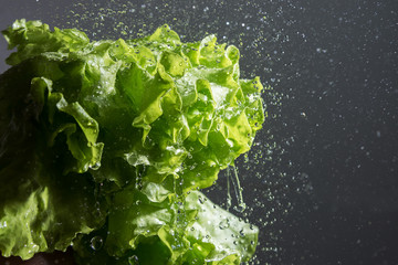 Lettuce salad and water drops. - obrazy, fototapety, plakaty
