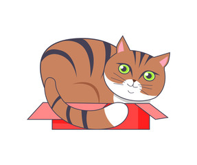 Cat Sitting in Box Red Color Vector Illustration