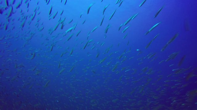 Sardines fish in ocean