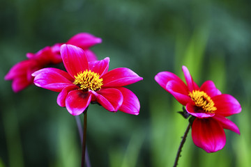 Cosmos flowers blooming on a summers day shot with shallow depth of field resulting in soft focus