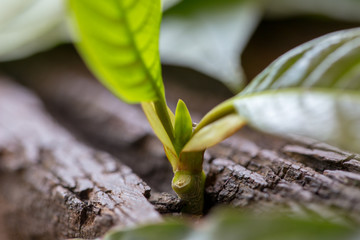 Leaves of Mitragyna speciosa (kratom), Drugs and medicinal plant  in Thailand.