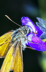 Close up of a small skipper butterfly feeding on a flower