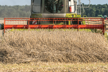 Fototapeta premium Harvesting the cornfield with combine harvester. The Combine Operator steers the machine safely over the field to be measured. Concept: agriculture or transportation