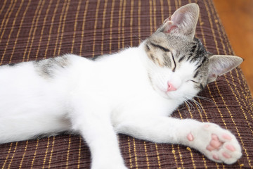 Tabby kitten sleeping