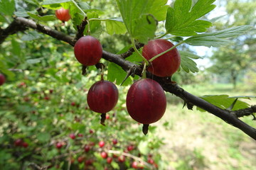 red gooseberry  on the bush