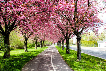 Kirschblüte Sakura Radweg