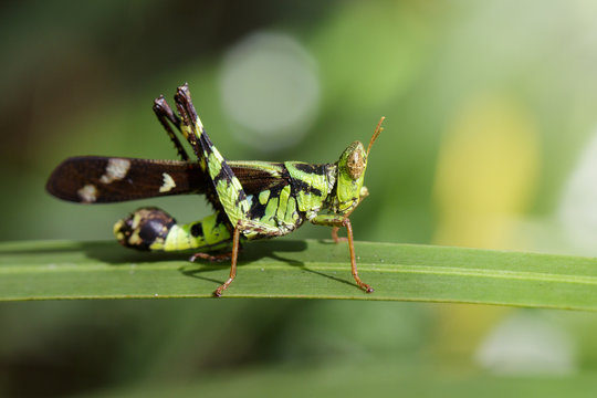 Image of Conjoined Spot Monkey-grasshopper (male), Erianthus serratus on green leaves. Insect Animal