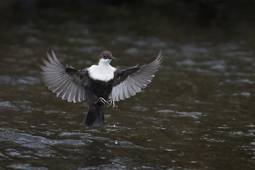 White-throated dipper (Cinclus cinclus)