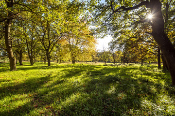 Fototapeta premium Schattenspiele