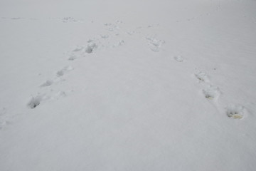 Fox tracks in snow