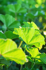 Young Green Vibrant Leaves of Meadow Field Plant in Golden Sunlight. Spring Summer Easter Concept. Botanical Foliage Background. Wallpaper Website Template