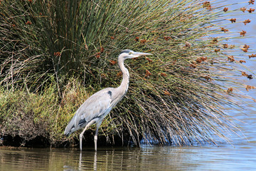 A view of a Heron in the Camargue in France