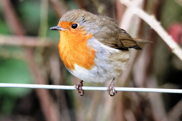 A close up of a Robin