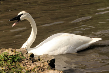 Obraz premium A view of a Trumpeter Swan