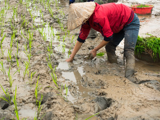 Adult’s Vietnamese woman’s in traditional dress and a conical hat in the mud to prepare plantation planting rice