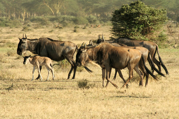 A view of some Wildebeests in Kenya