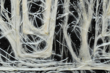 Plants of wheat with beautiful white roots