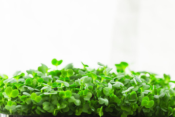 Young Fresh Sprouts of Potted Water Cress Growing Indoors on Kitchen Window-Sill. Soft Daylight White Curtain in the Background. Gardening Healthy Plant Based Diet Food Garnish.