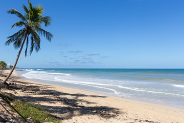 Palm on white sand on a background seascape