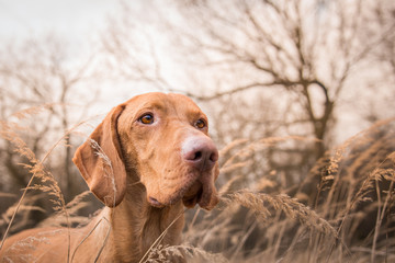 Head of hungarian pointer dog in winter field