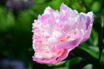 Sunny delicate pink peony in the garden 
