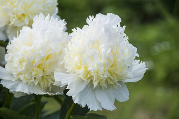 Two beautiful fresh white peony flowers in the garden in summer 