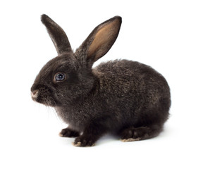 Fototapeta premium Grey fluffy rabbit