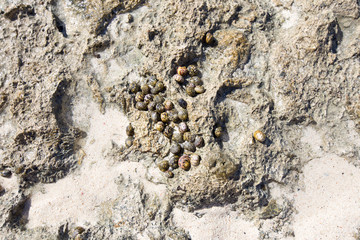 Several snails on stone. Background