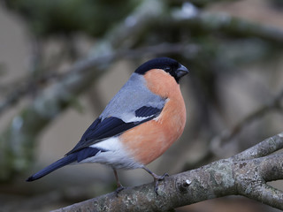 Eurasian bullfinch (Pyrrhula pyrrhula)