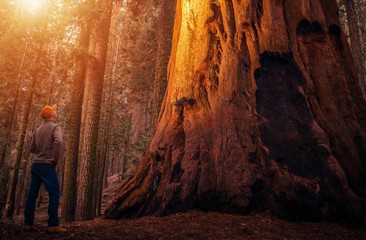 Fototapeta na wymiar Ancient Sequoia Forest Explorer