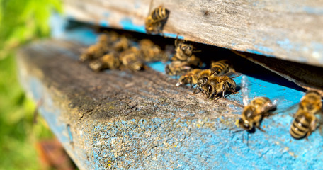 Life of Worker Bees. The Bees Bring Honey.