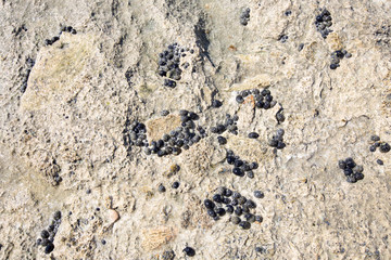 Several snails on stone. Background
