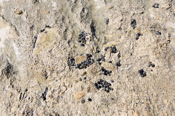 Several snails on stone. Background