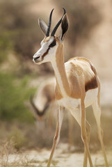 Springbok, Antidorcas marsupialis, Kgalagadi Transfrontier Park, Kalahari desert, South Africa