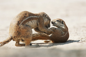 Cape Ground Squirrel, Xerus inauris, Kgalagadi Transfrontier Park, Kalahari desert, South Africa