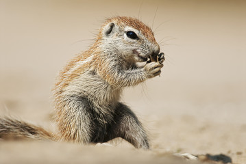 Naklejka na ściany i meble Cape Ground Squirrel, Xerus inauris, Kgalagadi Transfrontier Park, Kalahari desert, South Africa