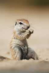 Cape Ground Squirrel, Xerus inauris, Kgalagadi Transfrontier Park, Kalahari desert, South Africa