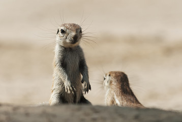 Cape Ground Squirrel, Xerus inauris, Kgalagadi Transfrontier Park, Kalahari desert, South Africa