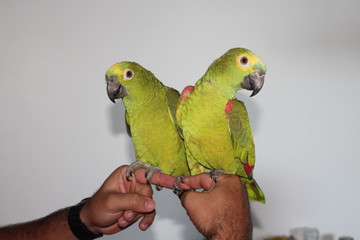 couple of parrot pets