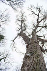 big tree (salix) in wintertime without leaves upwards angle