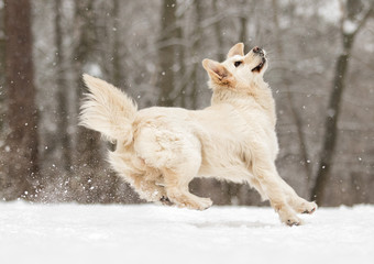 golden retriever dog in winter park
