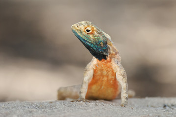 Ground Agama, Agama aculeata, Kgalagadi Transfrontier Park, Kalahari desert, South Africa