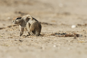 Cape Ground Squirrel, Xerus inauris, Kgalagadi Transfrontier Park, Kalahari desert, South Africa