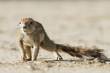 Fototapeta premium Cape Ground Squirrel, Xerus inauris, Kgalagadi Transfrontier Park, Kalahari desert, South Africa