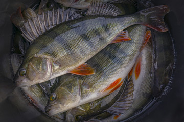 A lot of live perch fish. Fishing background of caught trophies