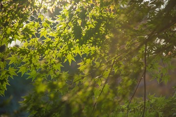 Green Maple leaves glowing by gentle sunlight