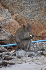 Closeup of a wild monkey eating a banana on the beach at the monkey mountain Khao Takiab in Hua Hin, Thailand, Asia