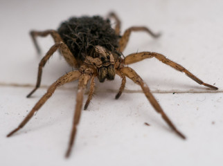 Spider with children on back
